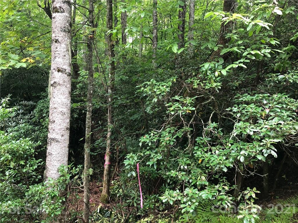 Tbd School House Road, Unit 15 Pisgah Forest, NC 28768 - Photo 5 of 12 a view of a forest