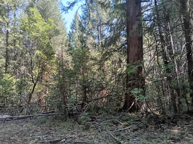 a view of a backyard with large trees
