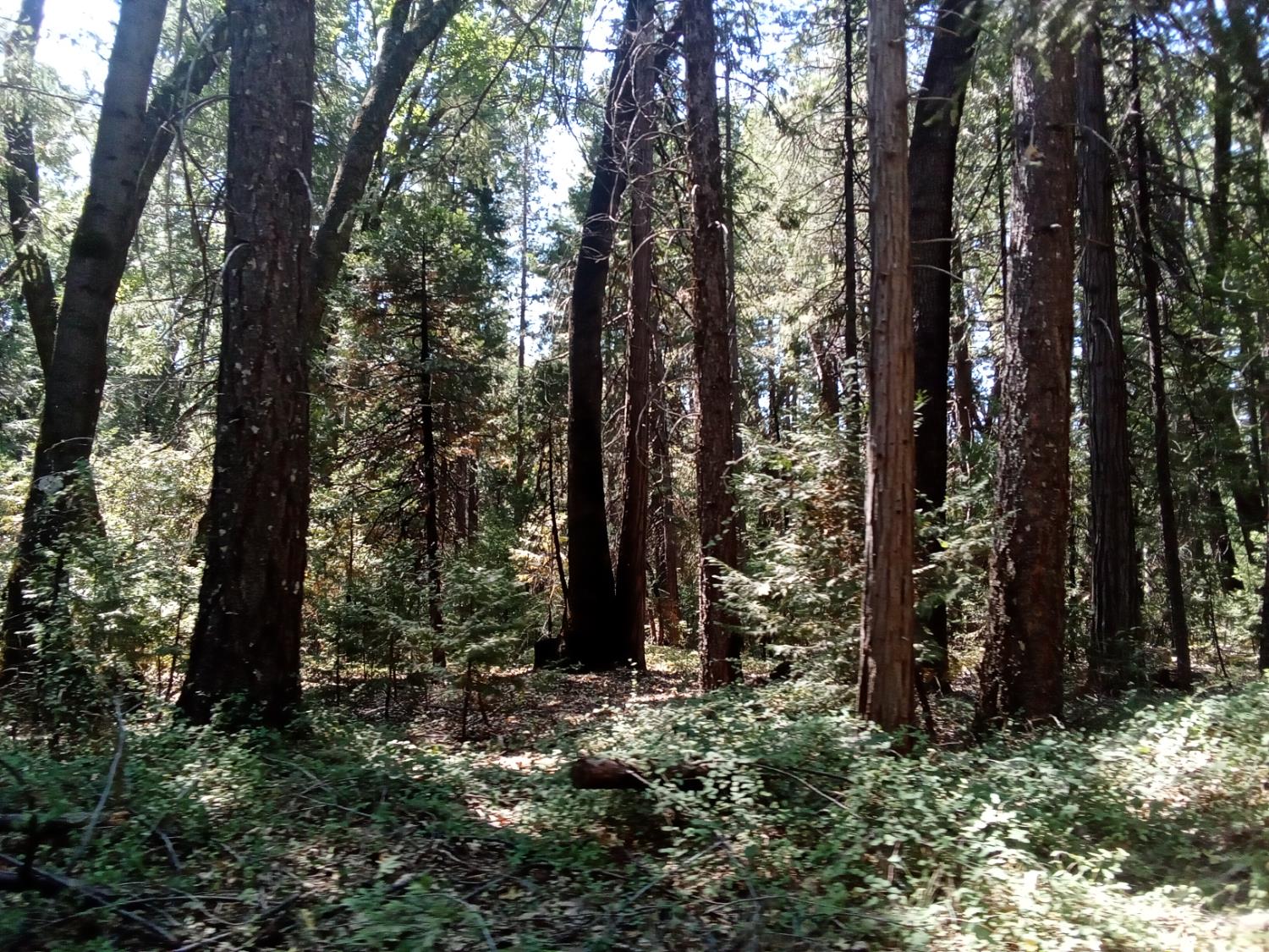 0 1 Just Road Foresthill, CA 95631 - Photo 3 of 3 a view of a forest with trees