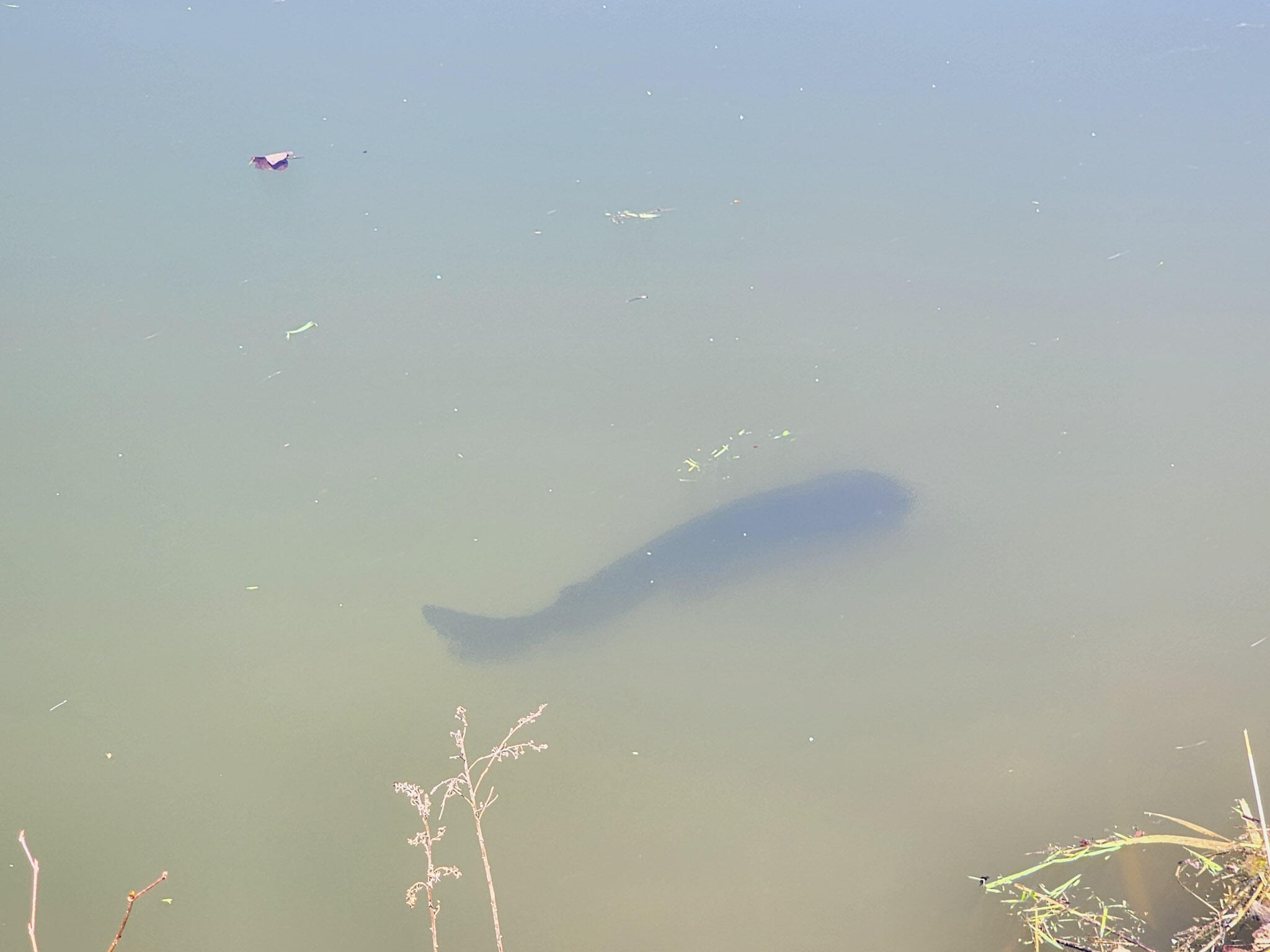 265 West Pearl Road Coldwater, MI 49036 - Photo 38 of 43 13-20260411_130521