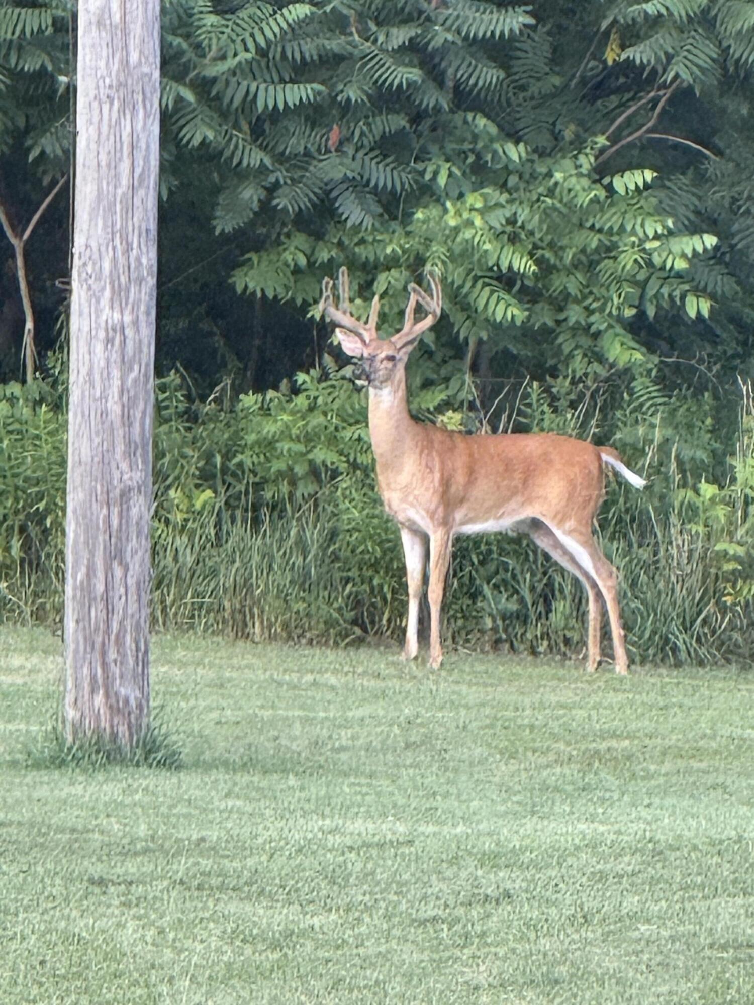 265 West Pearl Road Coldwater, MI 49036 - Photo 40 of 43 IMG_6805