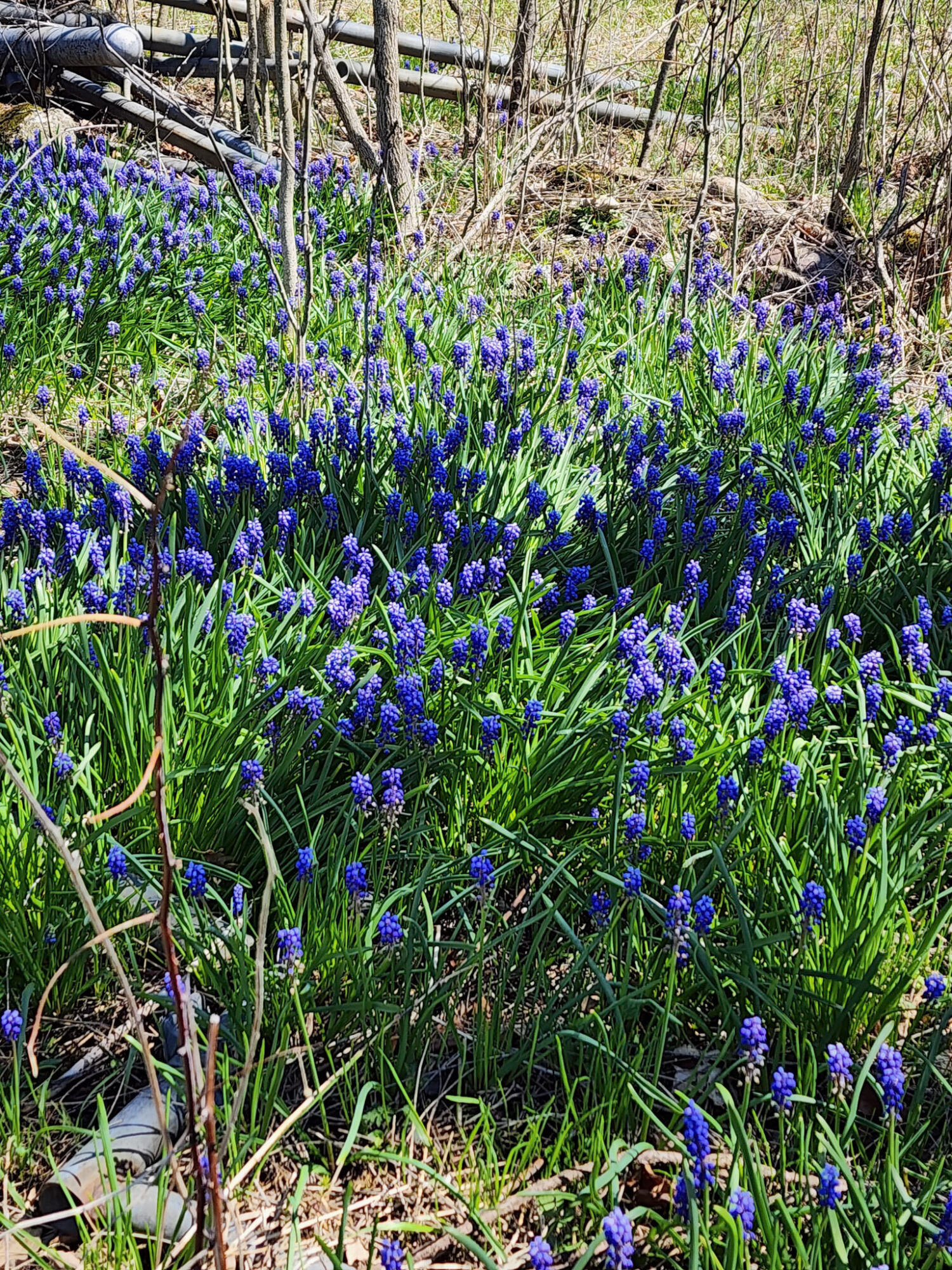 265 West Pearl Road Coldwater, MI 49036 - Photo 41 of 43 14-20260411_130625