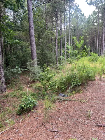a view of a forest with trees