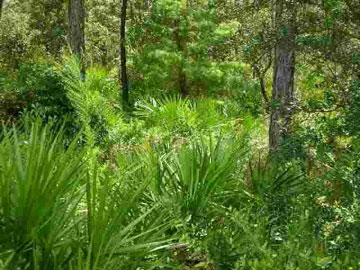 127 Woodill Road Carrabelle, FL 32322 - Photo 1 of 1