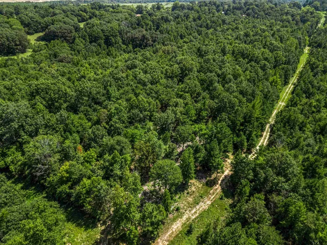 a view of a lush green forest