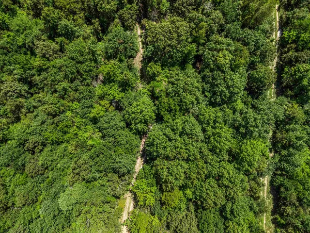 a view of a lush green forest