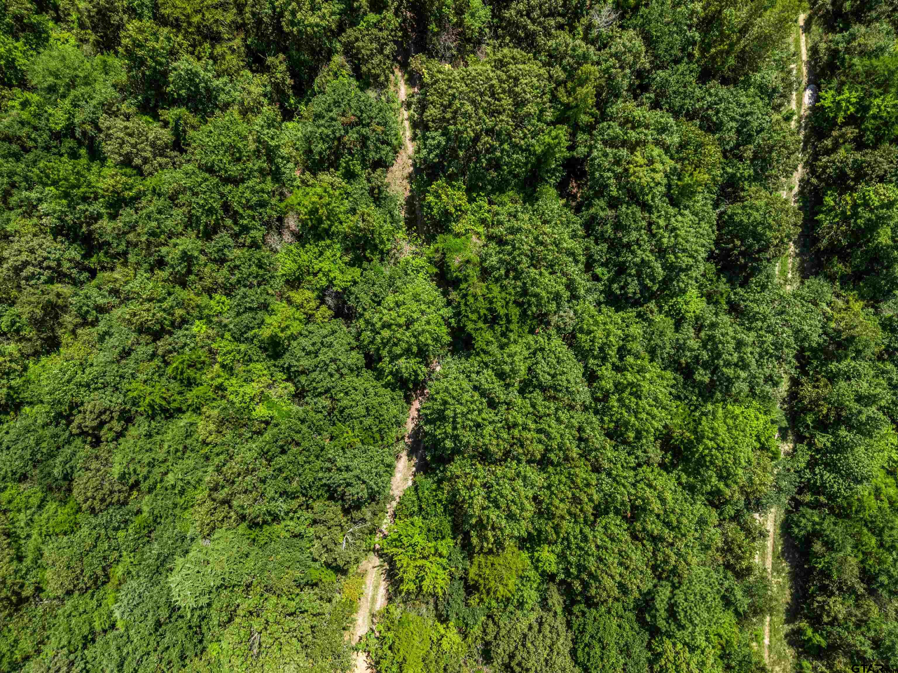 12417 Farm To Market Road 2767 Tyler, TX 75708 - Photo 14 of 16 a view of a lush green forest