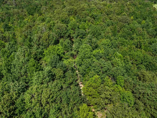 a view of a lush green forest