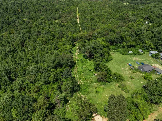 a view of a lush green forest