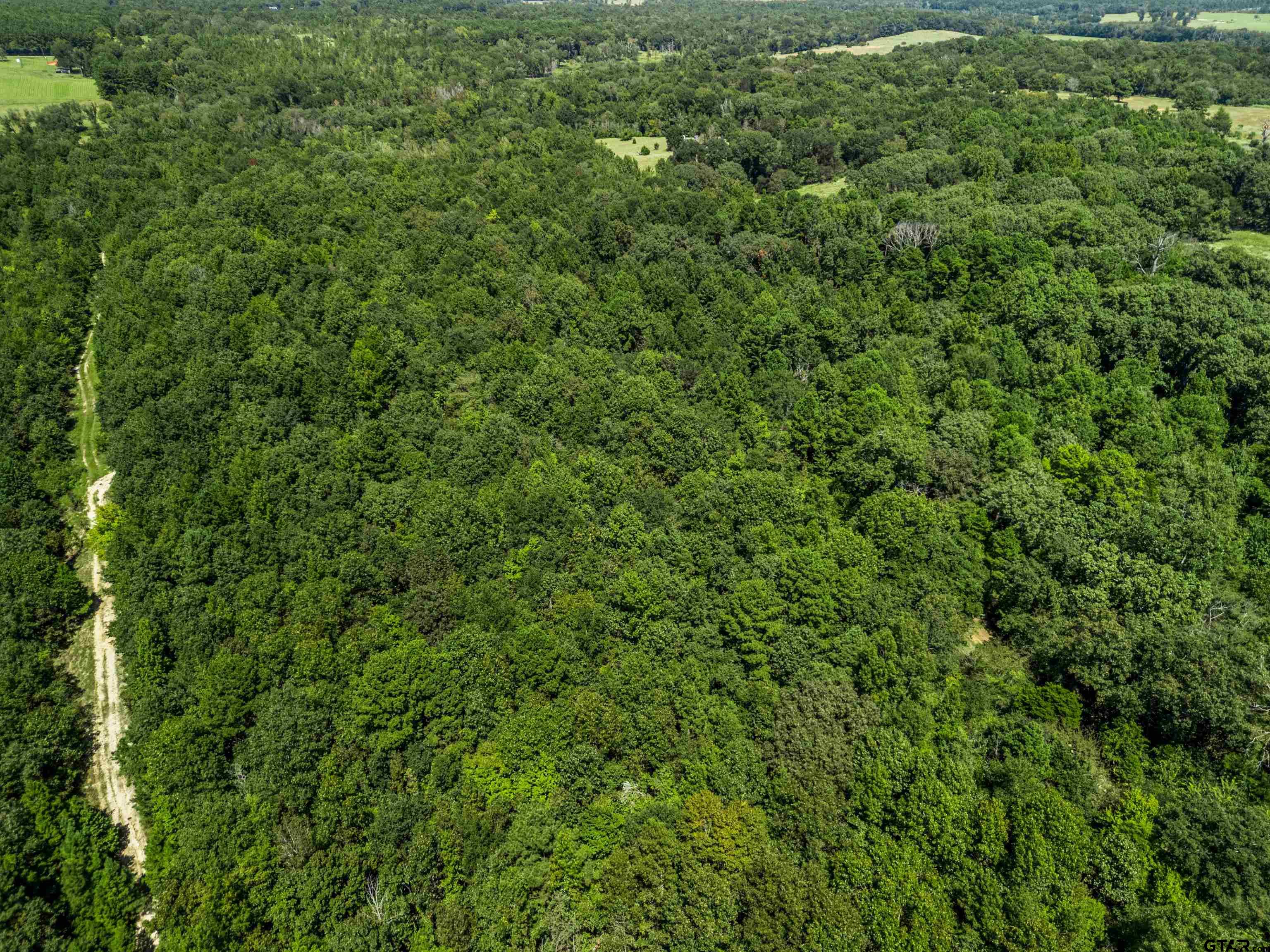 12417 Farm To Market Road 2767 Tyler, TX 75708 - Photo 10 of 16 a view of a lush green forest