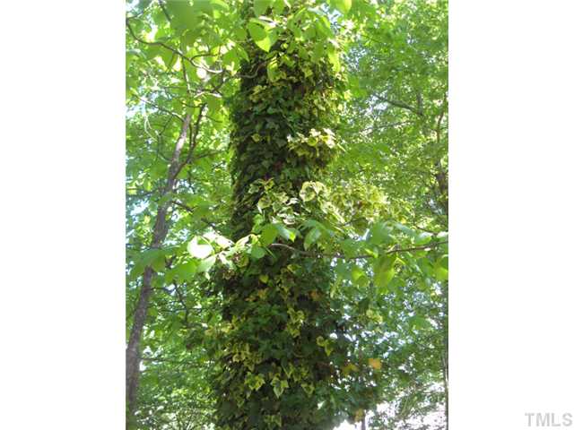 2612 Diamondhitch Trail Raleigh, NC 27615 - Photo 21 of 25 The foliage of verigated ivories growing up the tree. It would take 10 years to accomplish this natural beauty!