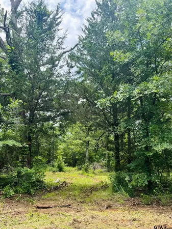 a view of a yard with plants and large trees