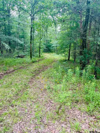 a view of a lush green forest