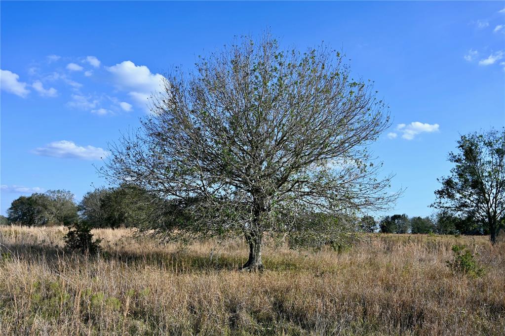 9125 County Line Road Fort Meade, FL 33841 - Photo 21 of 40