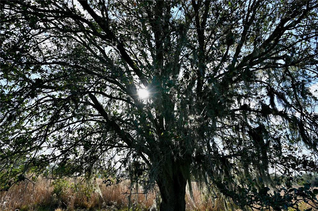 9125 County Line Road Fort Meade, FL 33841 - Photo 32 of 40