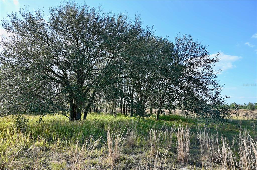 9125 County Line Road Fort Meade, FL 33841 - Photo 10 of 40