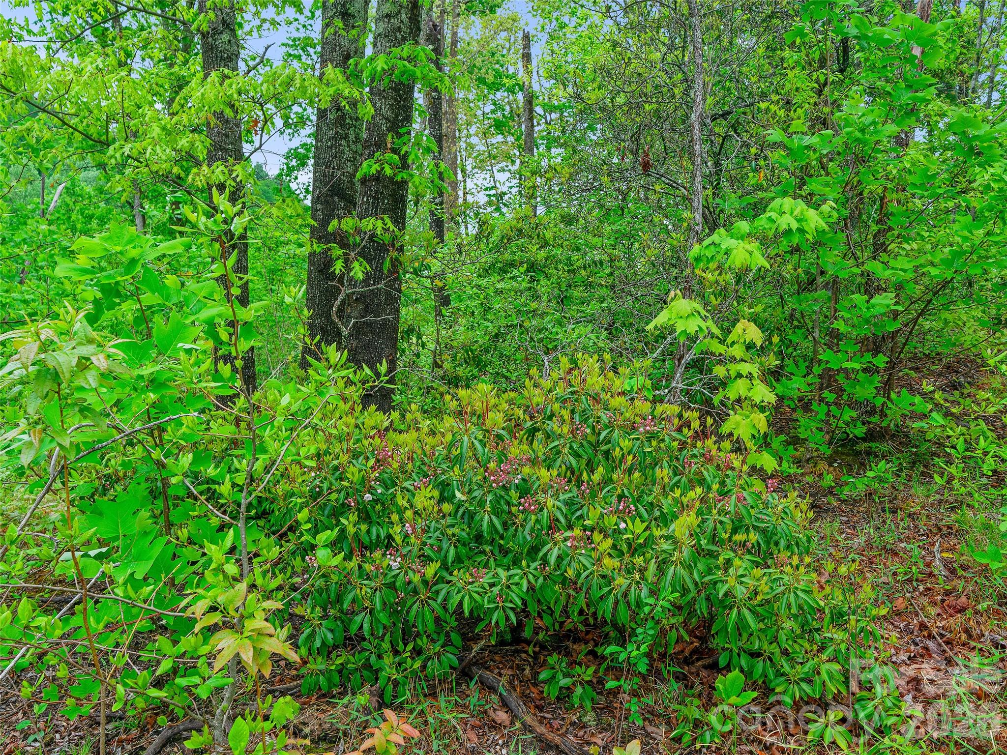 2380 Old Fort Road Black Mountain, NC 28711 - Photo 22 of 27 a view of a lush green forest