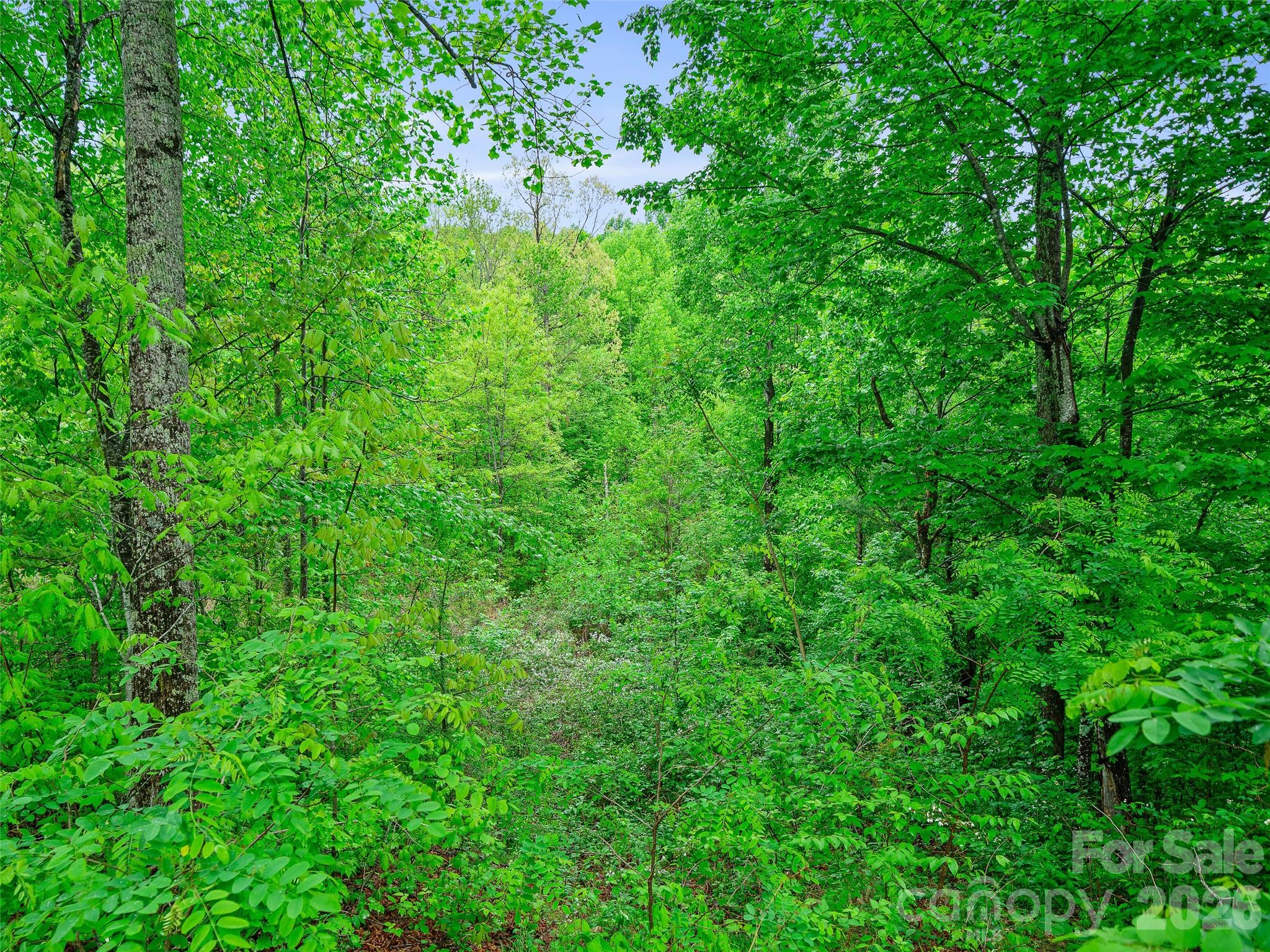 2380 Old Fort Road Black Mountain, NC 28711 - Photo 5 of 27 a view of a lush green space