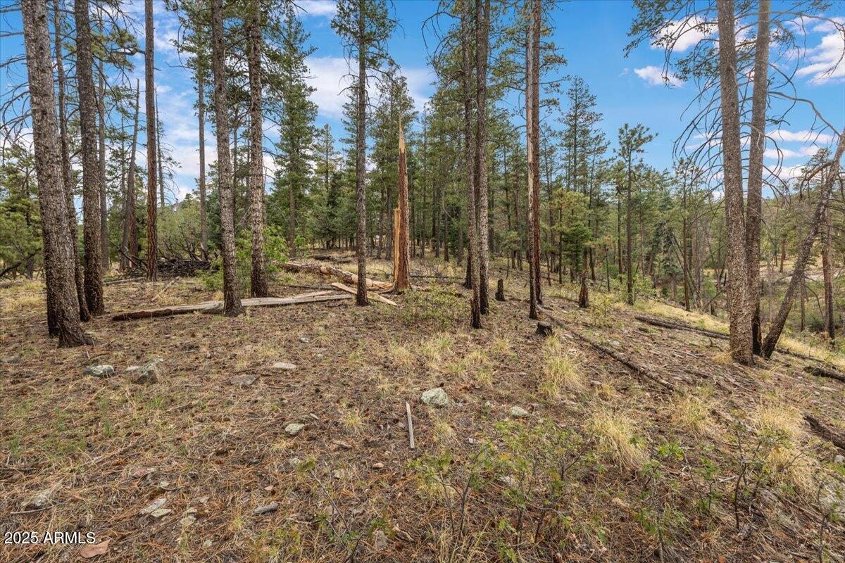 a view of outdoor space with trees
