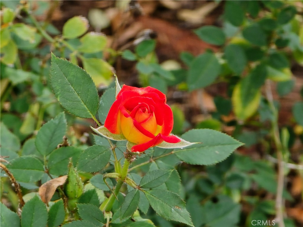 11357 Gramercy Place Riverside, CA 92505 - Photo 52 of 65 Variety of roses in the front garden