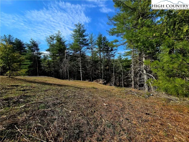 a view of empty trees