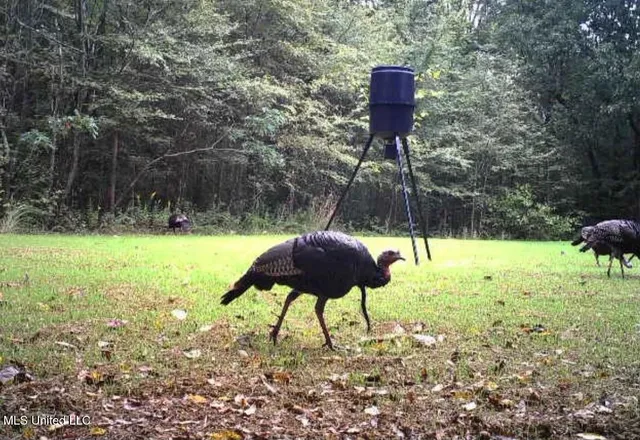 $225,000 | Scallions Road, Grenada, MS 38901