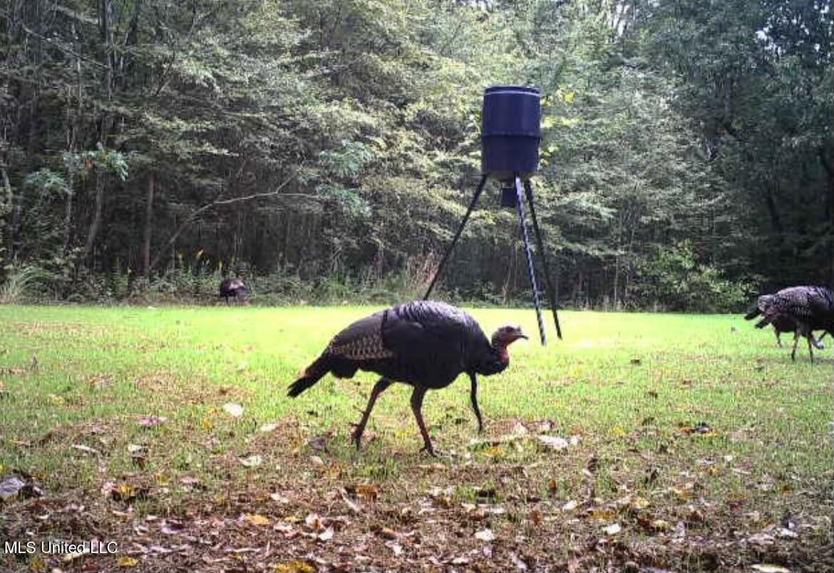 Scallions Road Grenada, MS 38901 - Photo 11 of 20 image6
