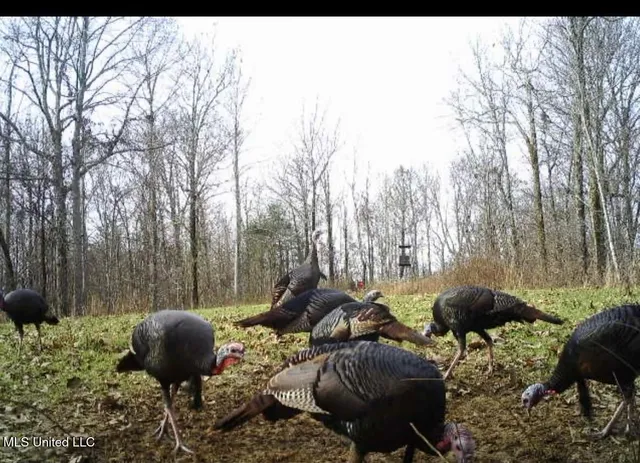 $225,000 | Scallions Road, Grenada, MS 38901