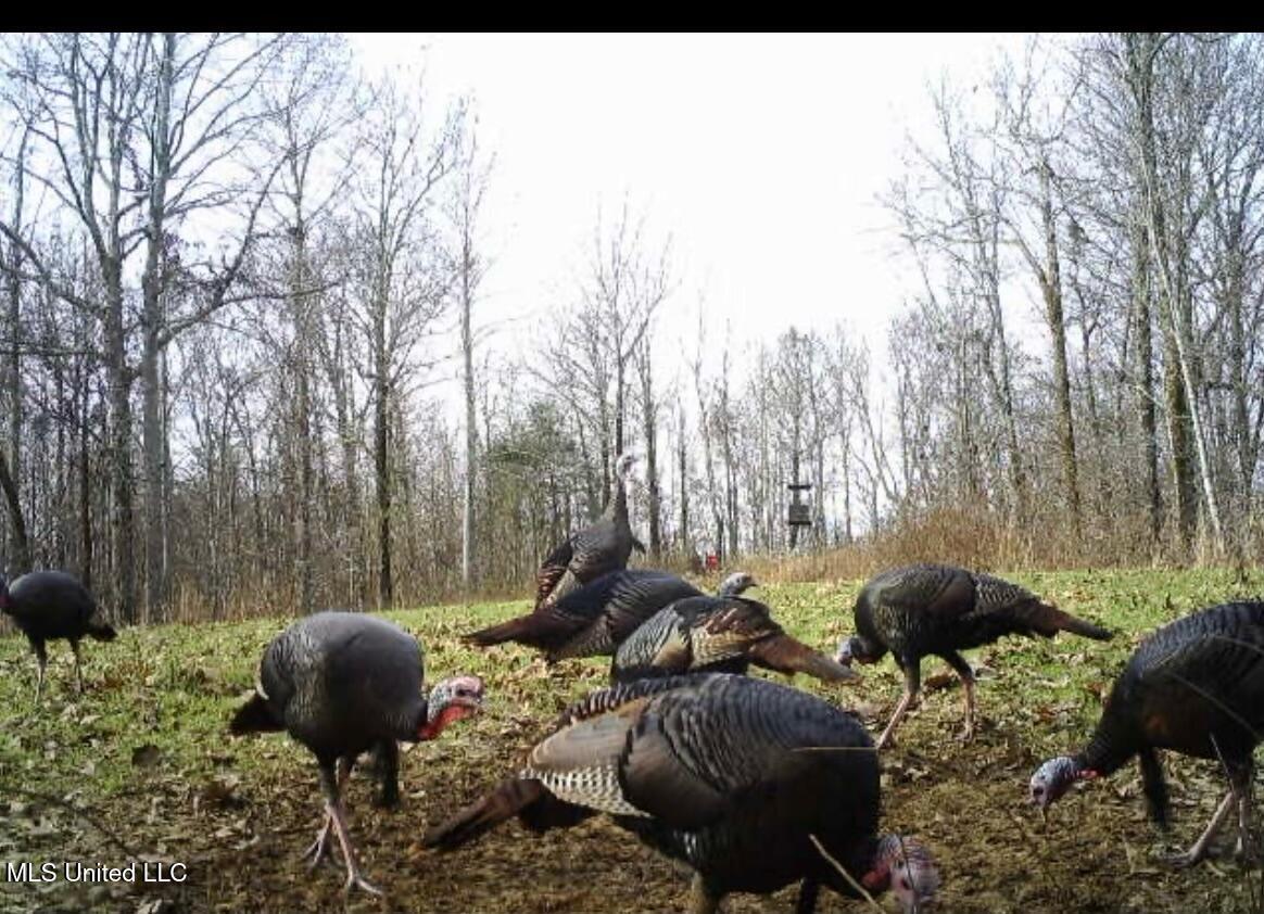 Scallions Road Grenada, MS 38901 - Photo 12 of 20 IMG_0813