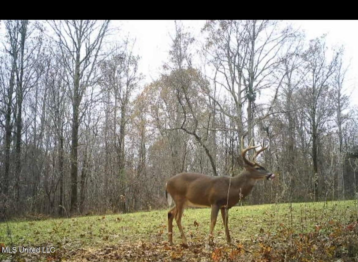 Scallions Road Grenada, MS 38901 - Photo 13 of 20 IMG_0817