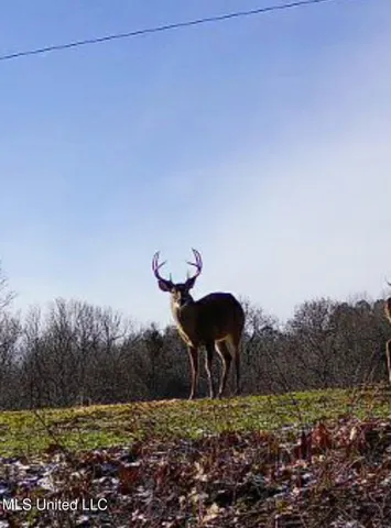 $225,000 | Scallions Road, Grenada, MS 38901