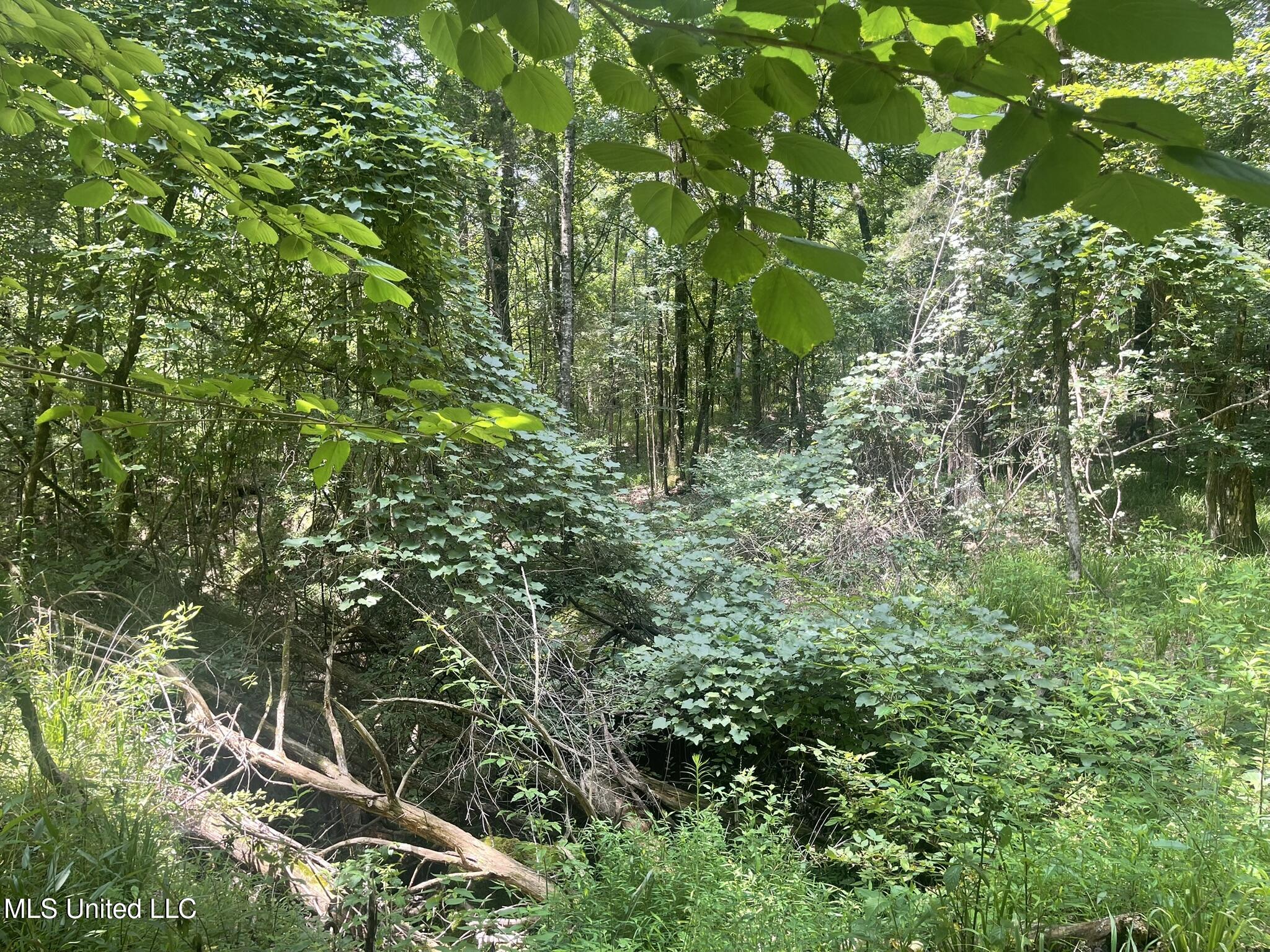 Scallions Road Grenada, MS 38901 - Photo 16 of 20 IMG_4887