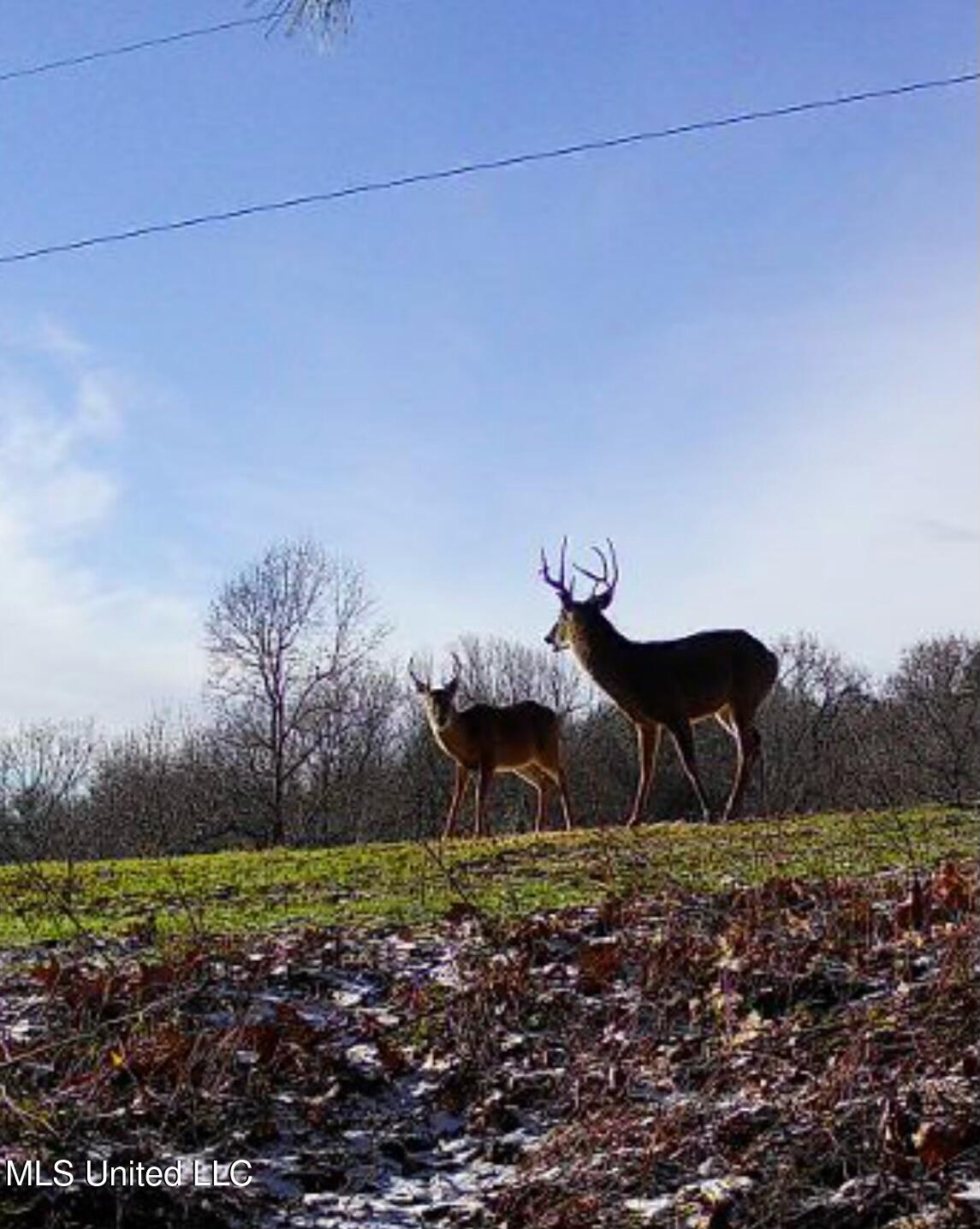 Scallions Road Grenada, MS 38901 - Photo 10 of 20 IMG_0820