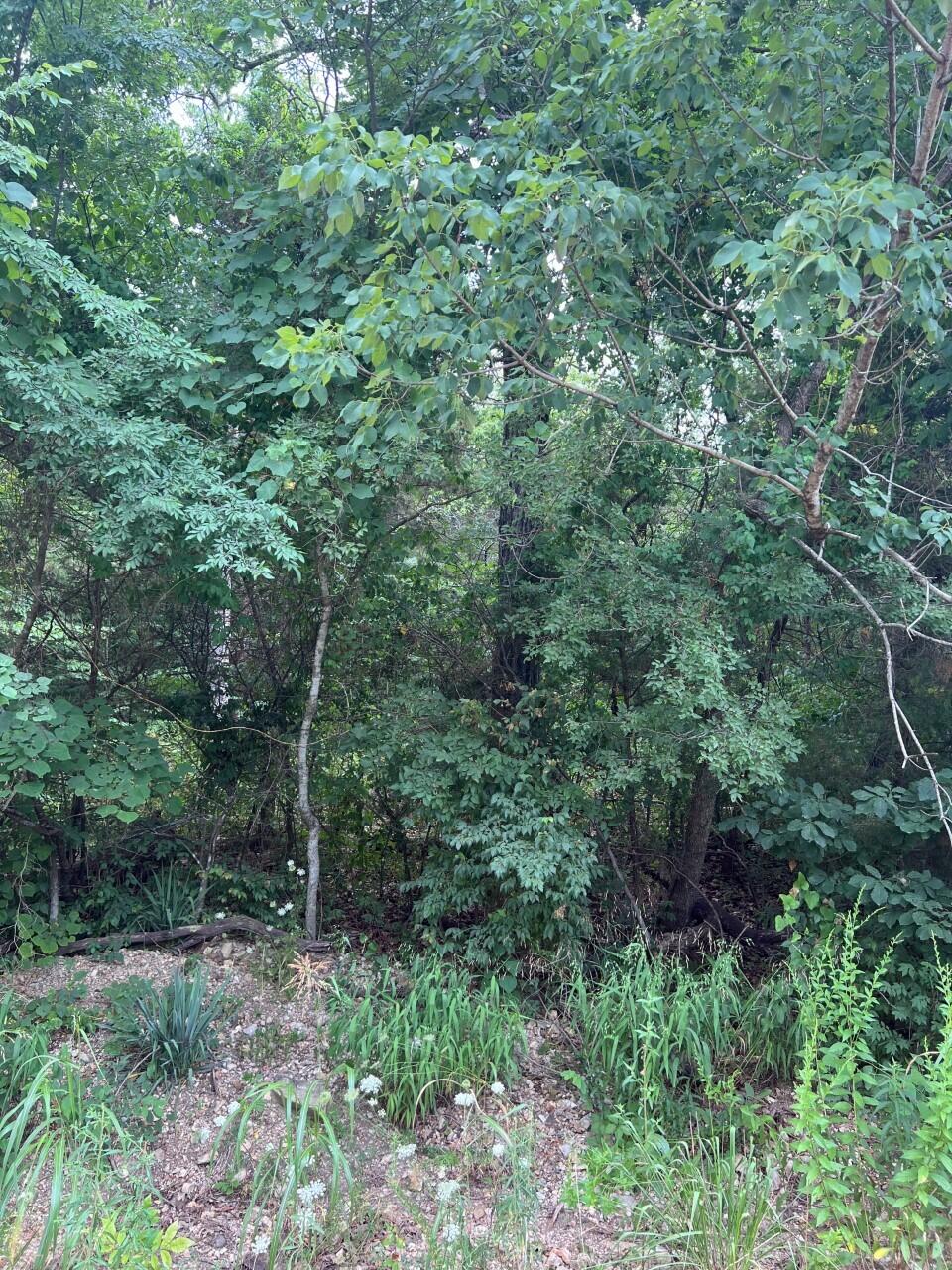Lot 30 Bluebird Road Rockaway Beach, MO 65740 - Photo 1 of 1 Bluebird3