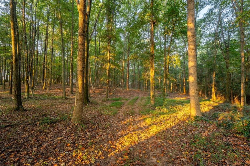 195 Sims Farm Way Maysville, GA 30558 - Photo 56 of 58 a backyard of a house with lots of green space