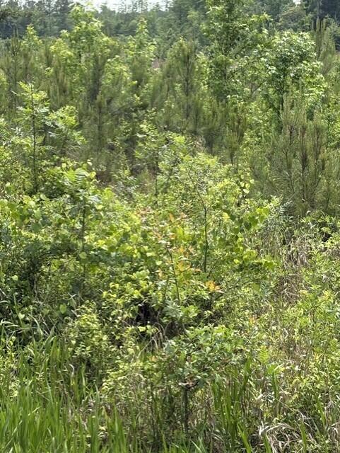 0 Cemetery Road Williston, SC 29853 - Photo 8 of 8
