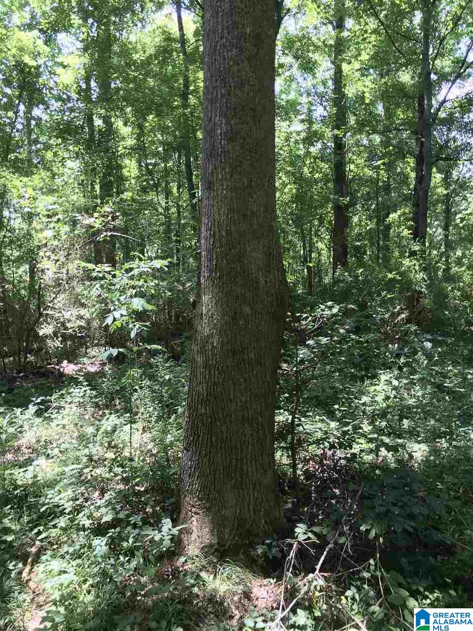0 Highway 59 Vincent, AL 35178 - Photo 3 of 10