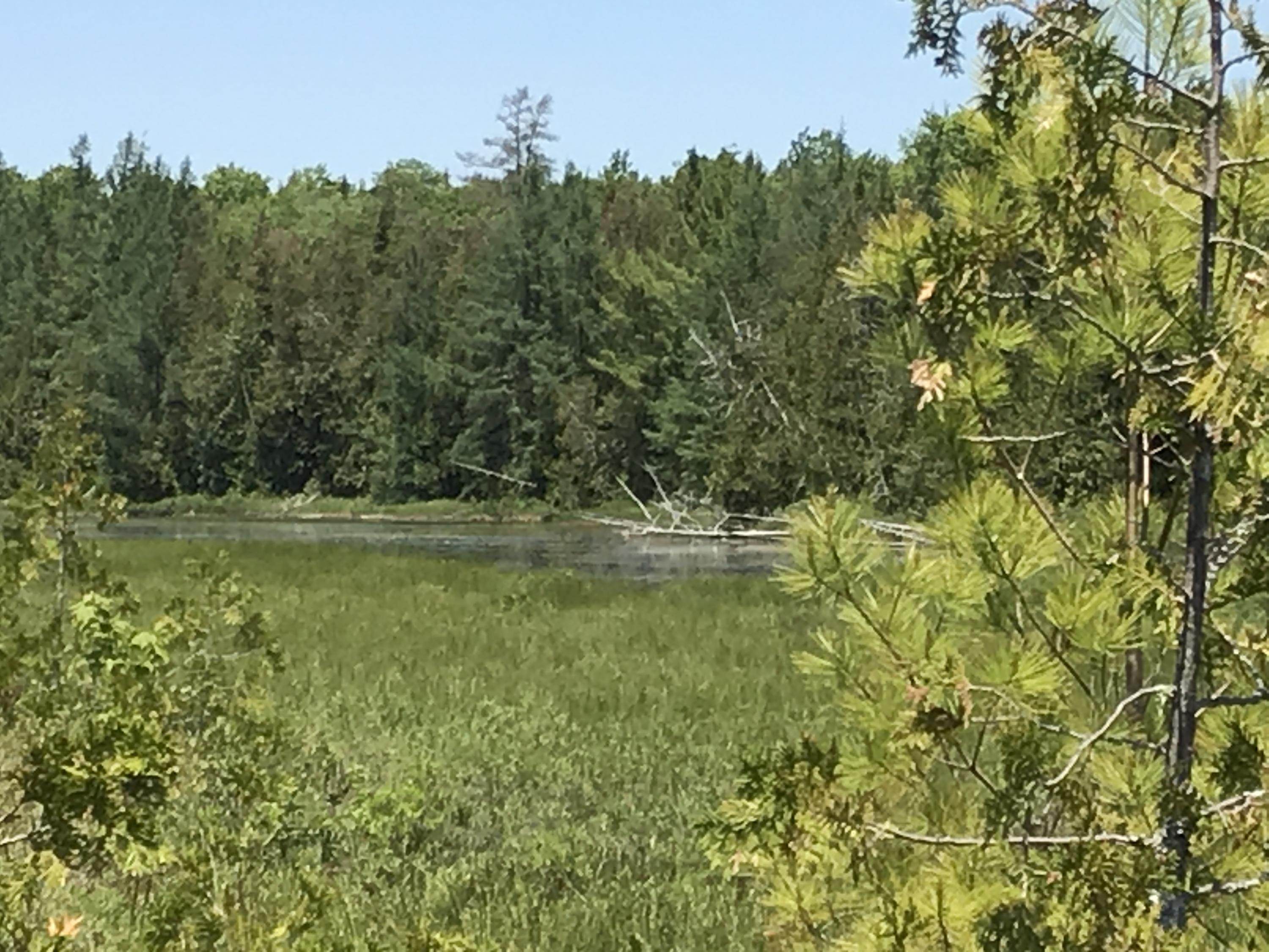 Lot 8 Mill Hill Road Springfield, ME 04487 - Photo 15 of 21 Migratory Birds often spotted here