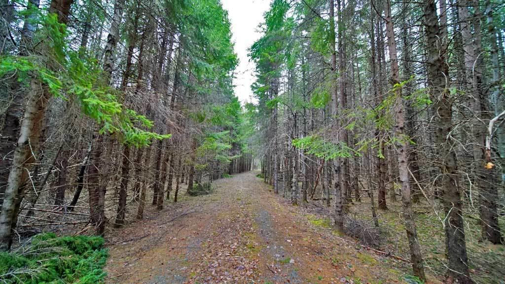 Lot 8 Haynes Road Wytopitlock, ME 04497 - Photo 17 of 32 bancroft-me-land-camp-9