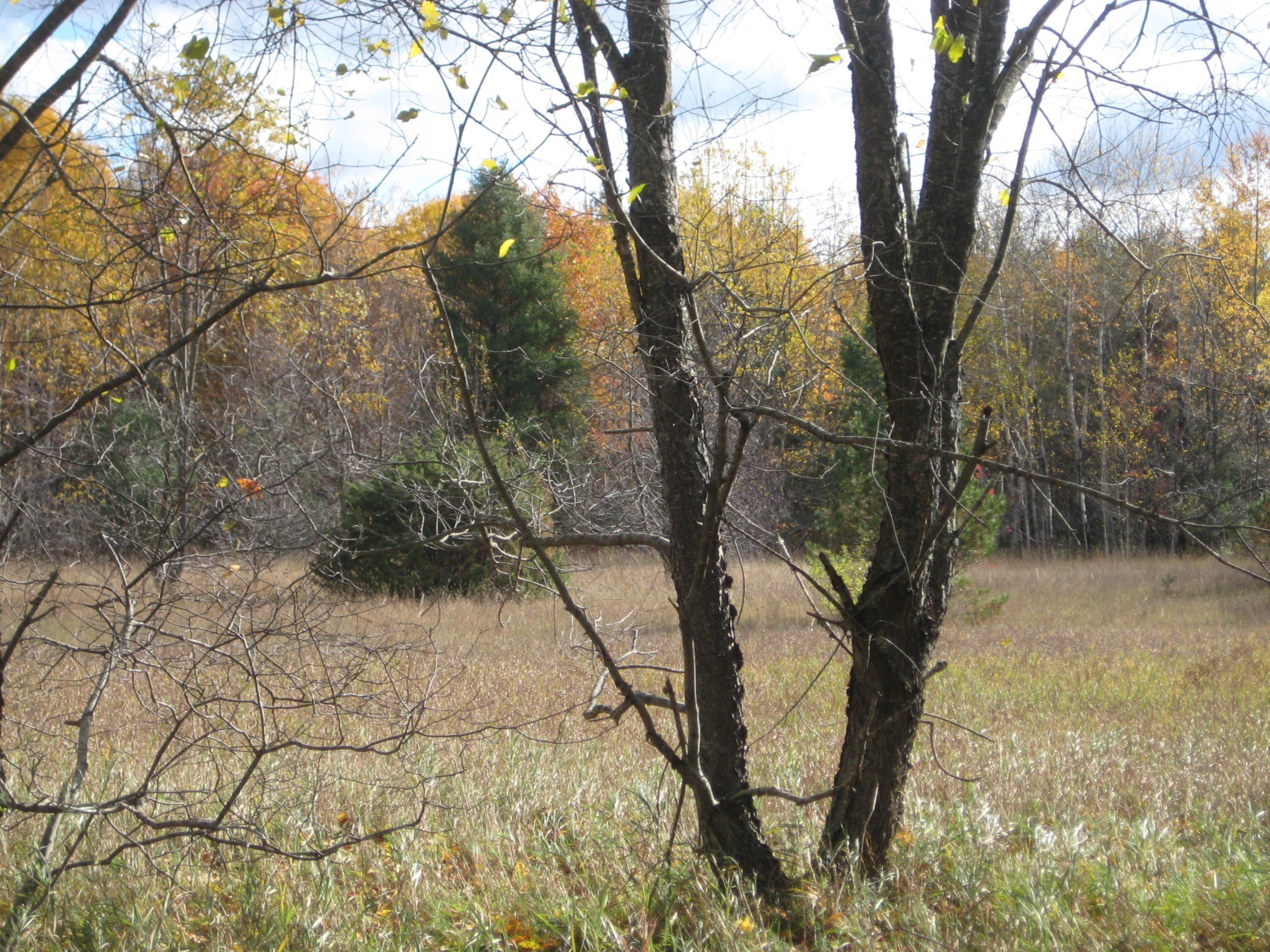 Barney Road Alanson, MI 49706 - Photo 4 of 13 Gallery Image 4
