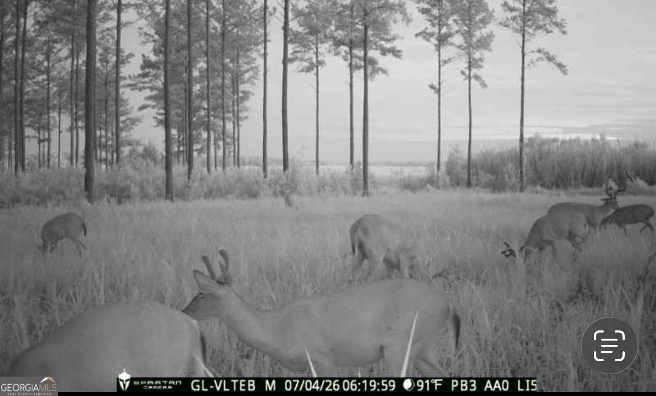 0 Poplar Springs Road Byromville, GA 31007 - Photo 19 of 36 Gallery Image 19