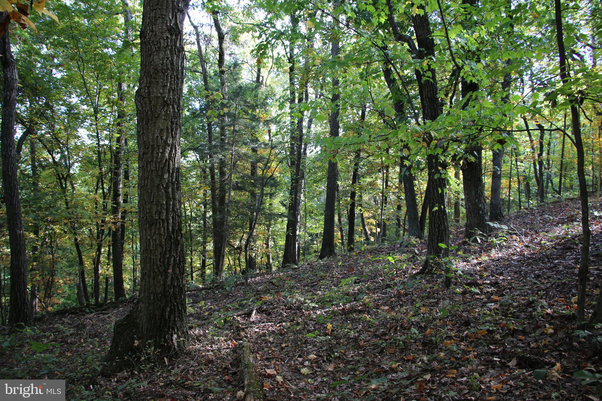 Senedo Rd Mount Mount Jackson, VA 22842 - Photo 1 of 25
