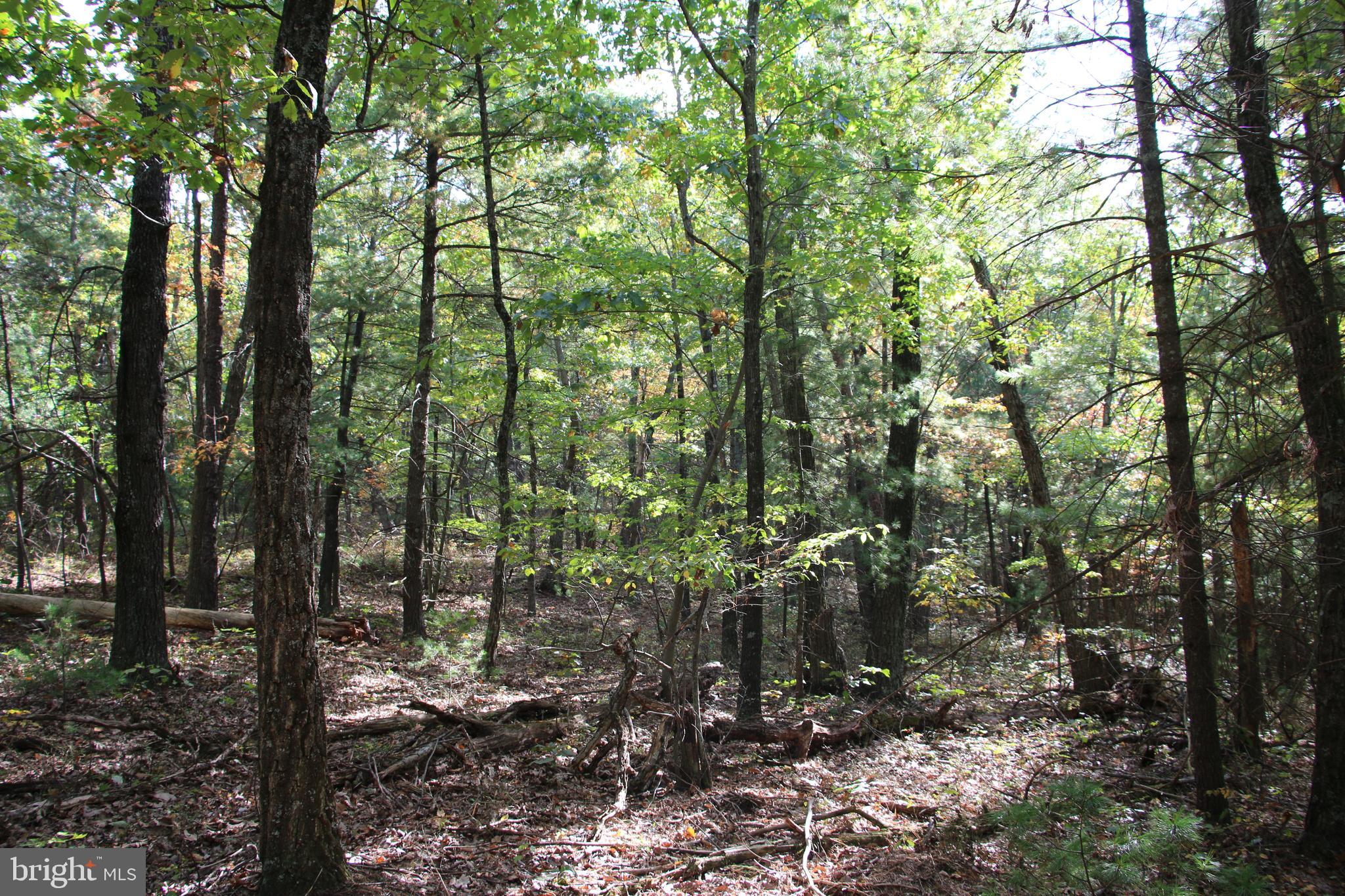 Senedo Rd Mount Mount Jackson, VA 22842 - Photo 11 of 25