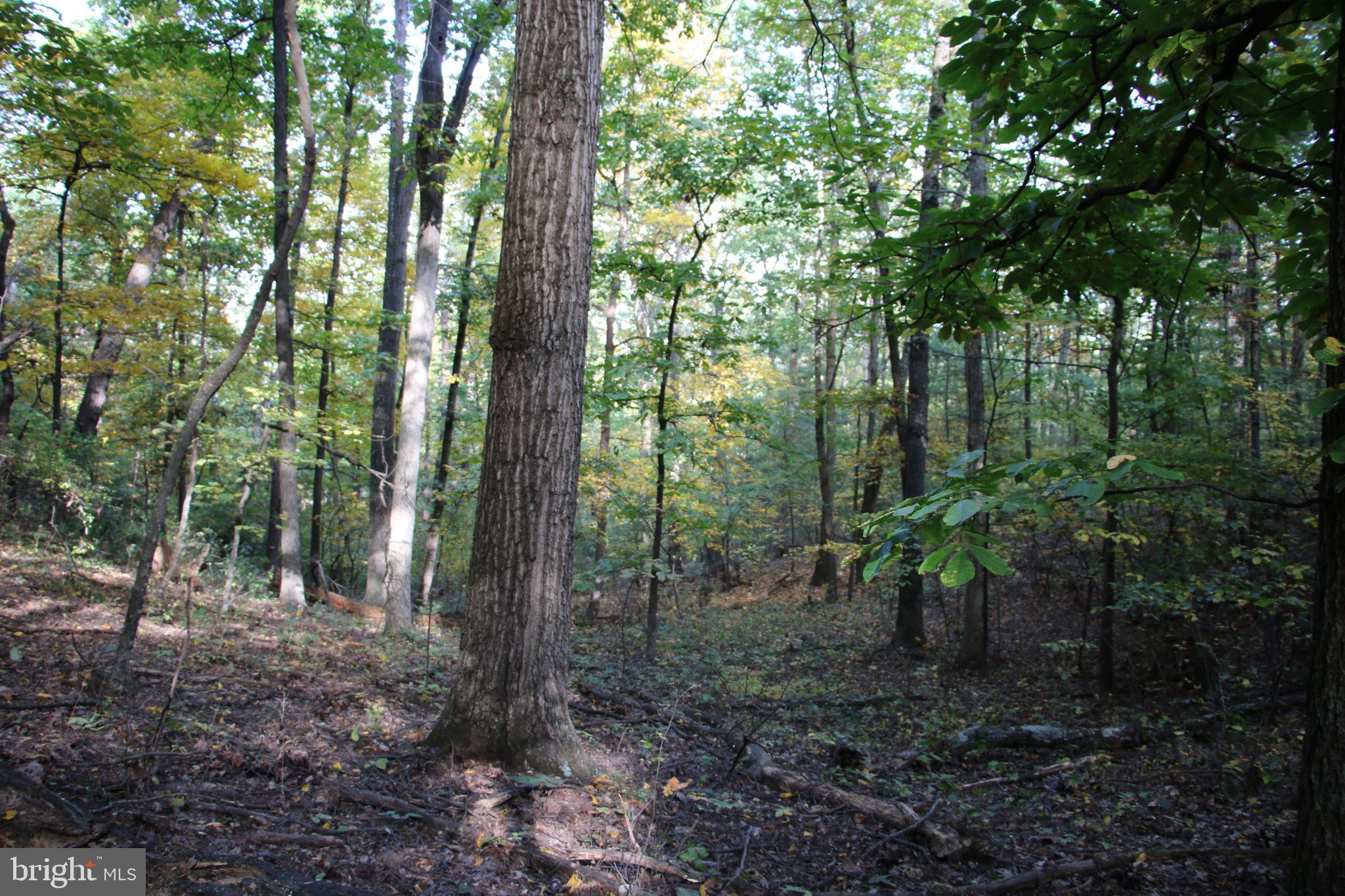 Senedo Rd Mount Mount Jackson, VA 22842 - Photo 13 of 25