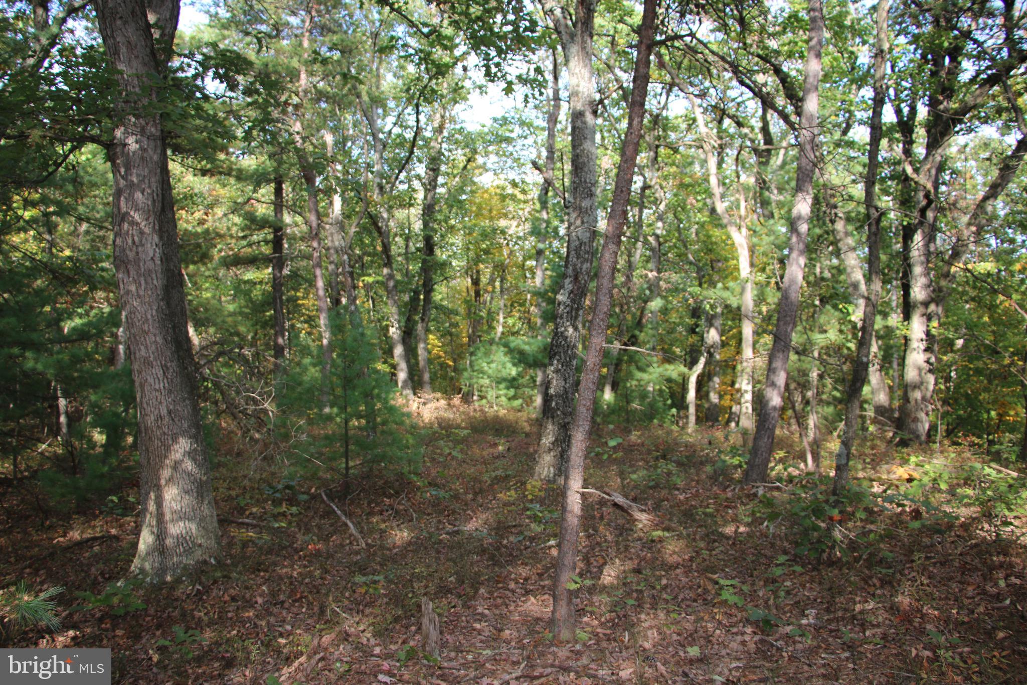 Senedo Rd Mount Mount Jackson, VA 22842 - Photo 14 of 25