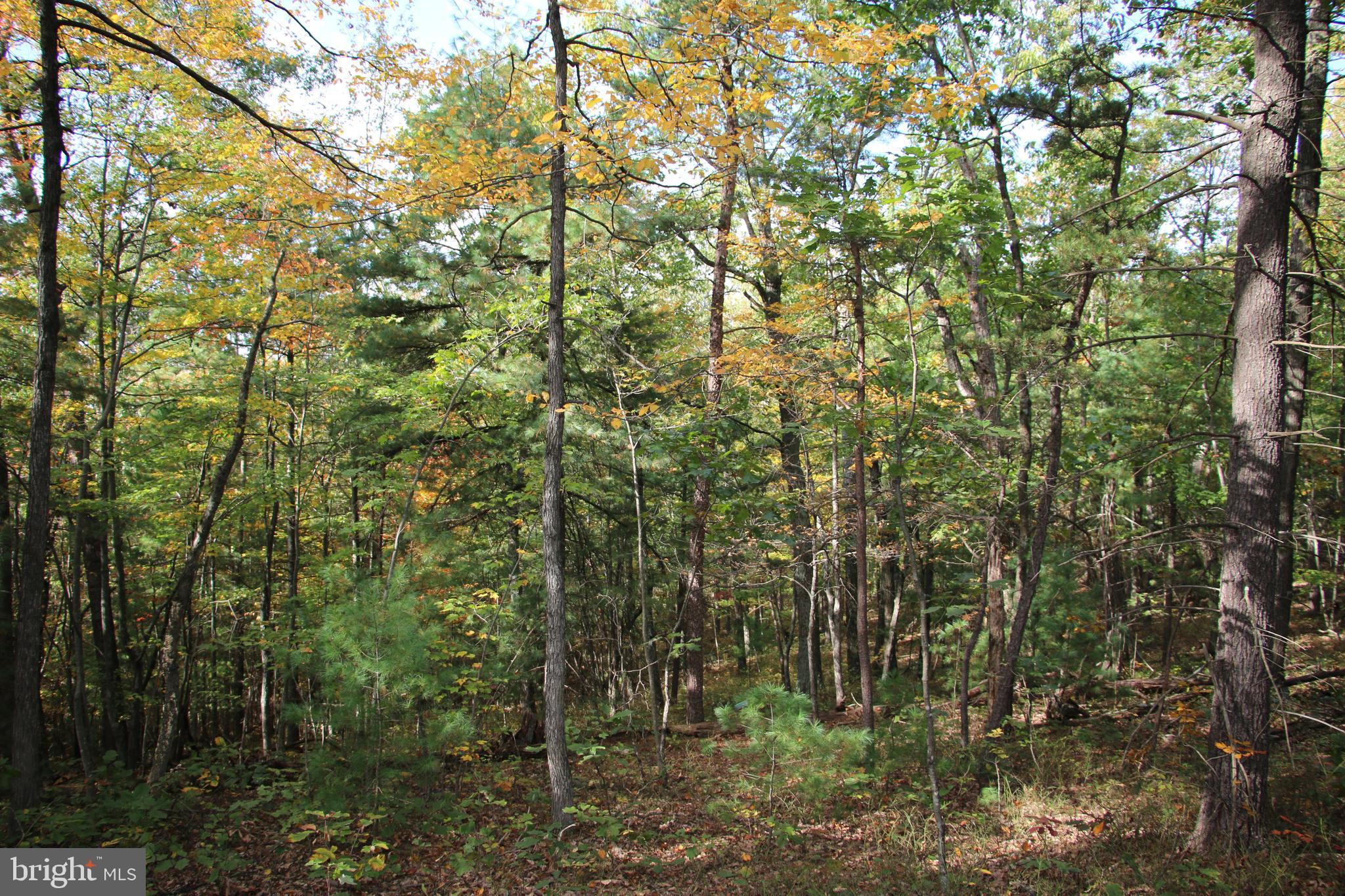 Senedo Rd Mount Mount Jackson, VA 22842 - Photo 15 of 25