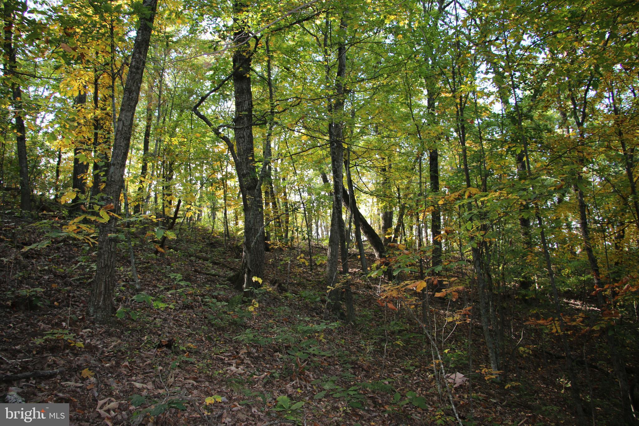 Senedo Rd Mount Mount Jackson, VA 22842 - Photo 17 of 25