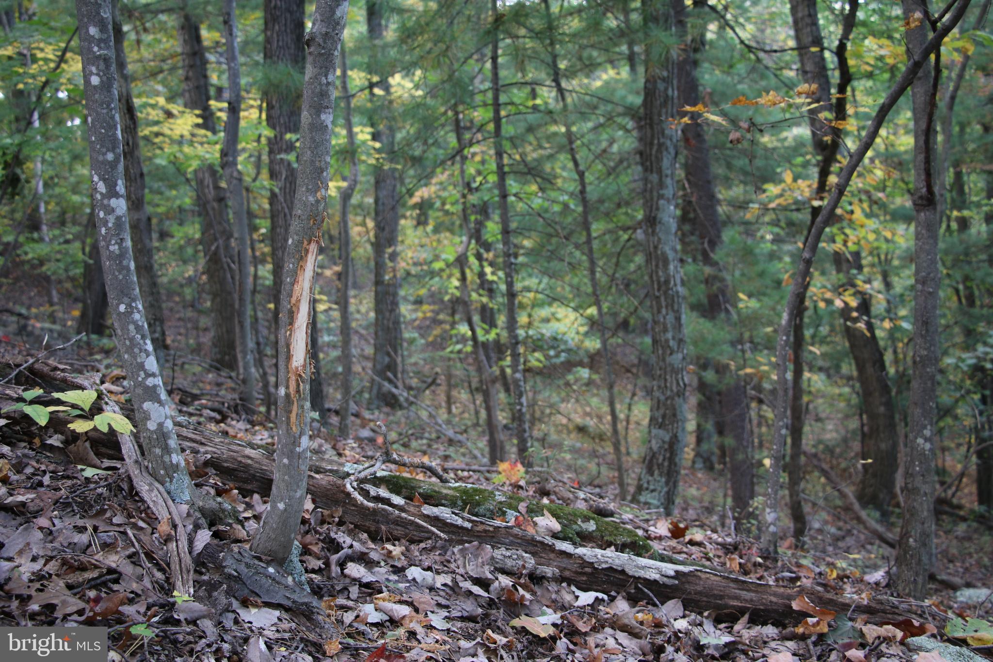 Senedo Rd Mount Mount Jackson, VA 22842 - Photo 2 of 25