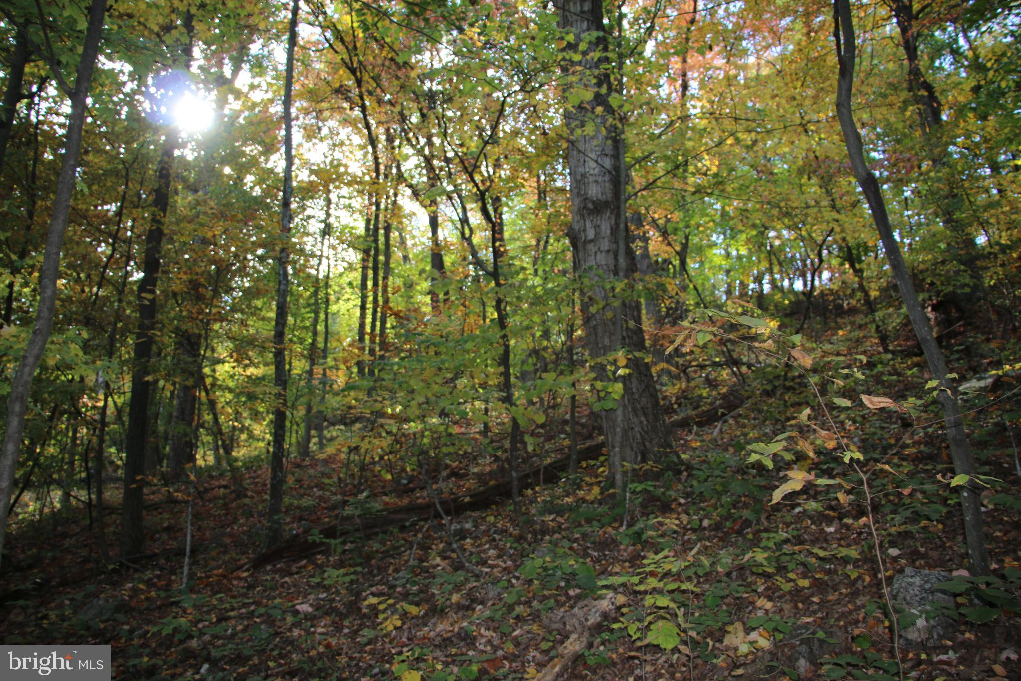 Senedo Rd Mount Mount Jackson, VA 22842 - Photo 21 of 25