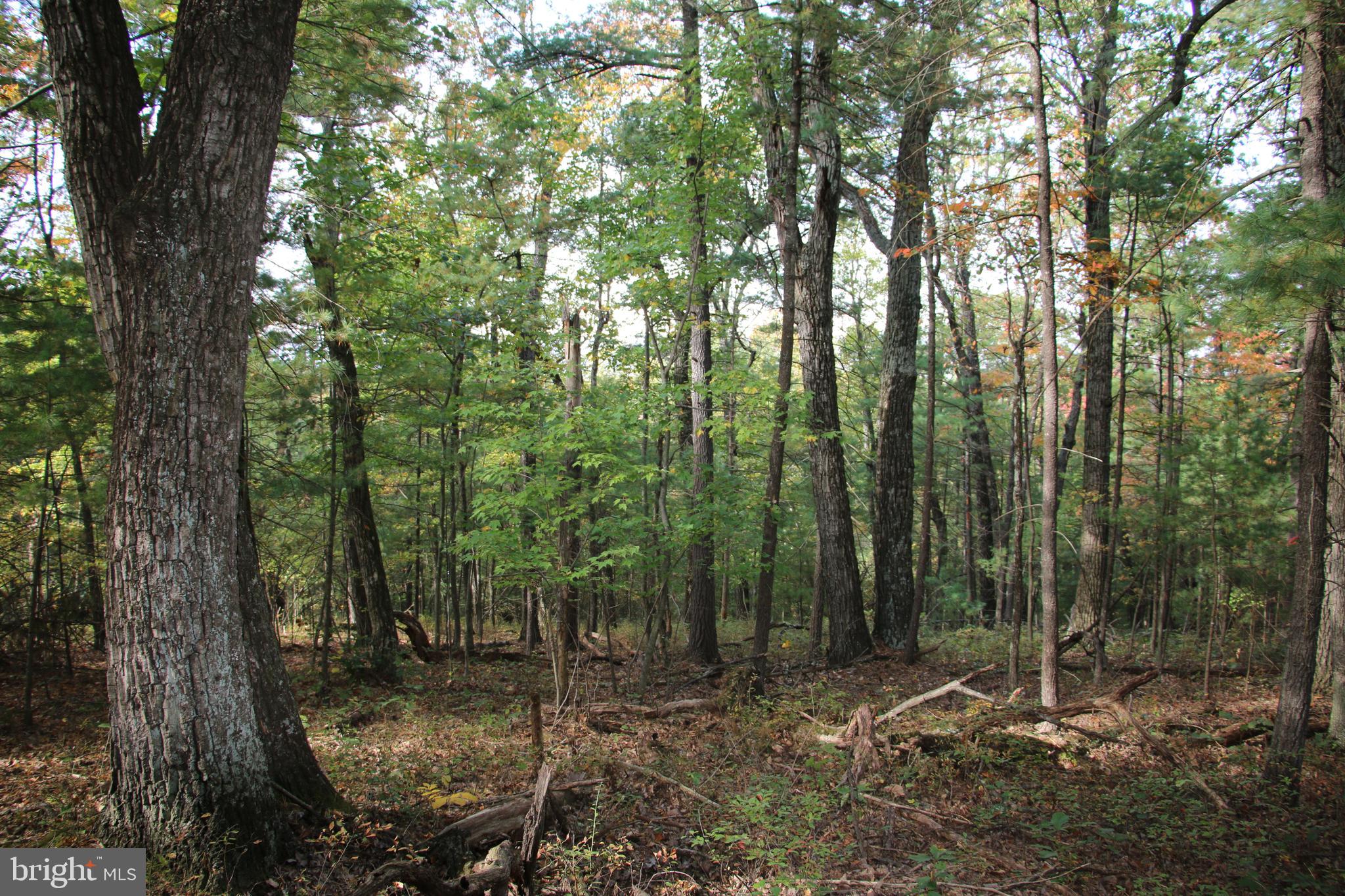 Senedo Rd Mount Mount Jackson, VA 22842 - Photo 3 of 25